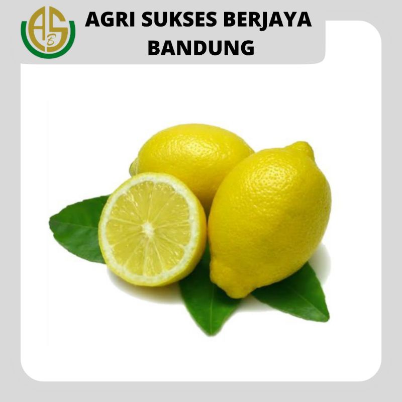 

LEMON CALIFORNIA LOKAL SEGAR 500 gram