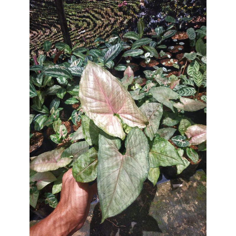 Singonium chrismes / singonium Batik / singonium murah