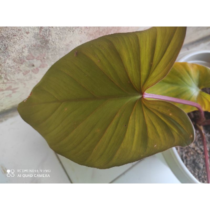 homalomena king rabbit ( schismatoglottis aromatic )