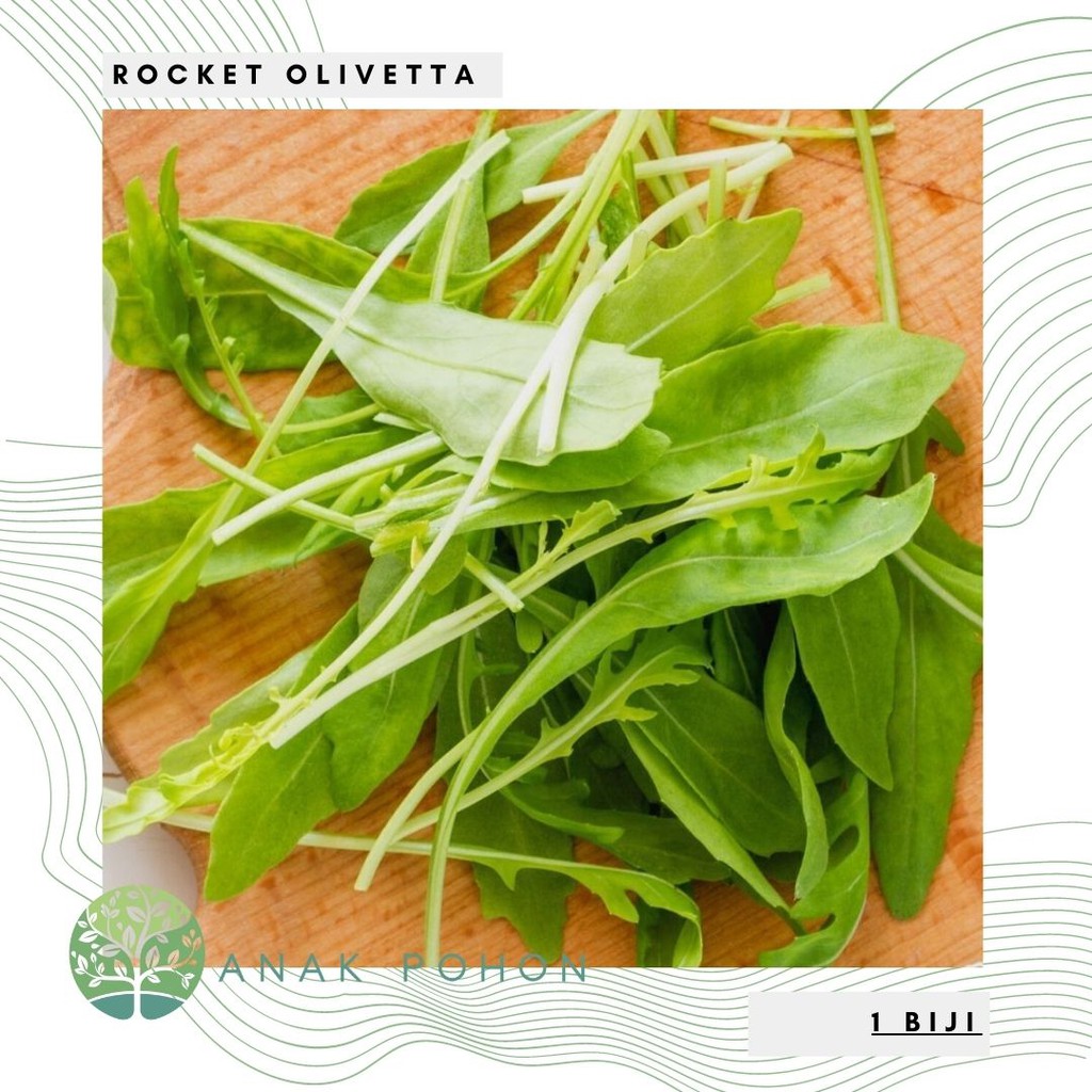 Benih Bibit Biji - Italian Wild Rocket Olivetta Salad Leaves Seeds - IMPORT