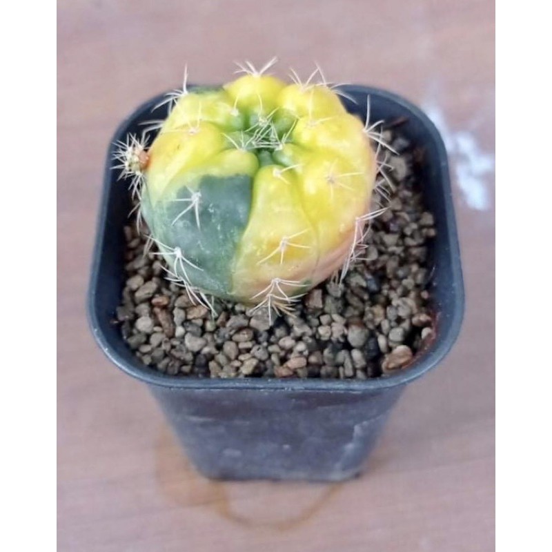 Gymno Damsii Variegata