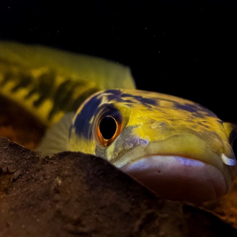 chana maru ys red eye 14-15 cm