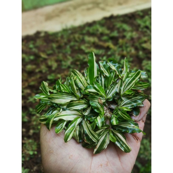 RUMPUT HIAS GAJAH MINI VARIGATA PUTIH