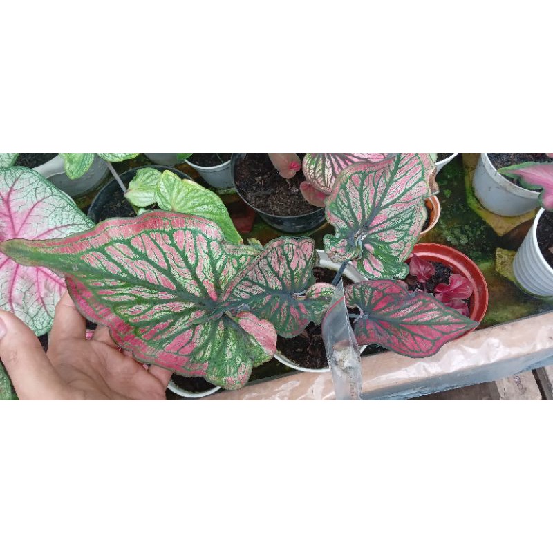 Ready paket Biji keladi