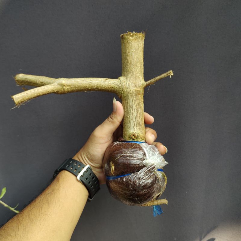 bonsai sancang hasil cangkok batang jumbo