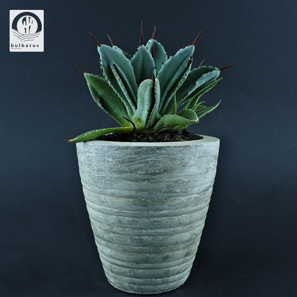 Sukulen Agave potatorum ‘Cubic’