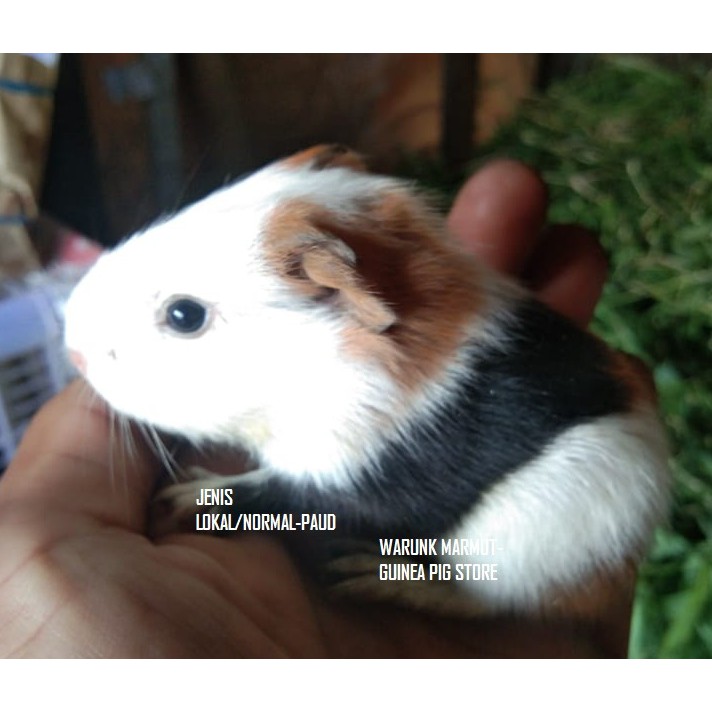 MARMUT AMELO/AMERICAN LOCAL-BERBULU PENDEK-GUINEA PIG