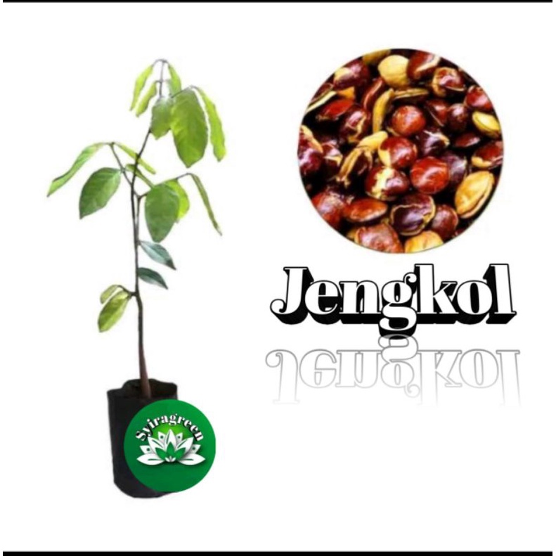 Bibit pohon jengkol super