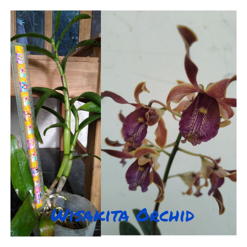 Anggrek Dendrobium Keriting