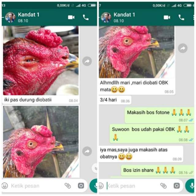 Obk Mata Untuk Snot Obat Mata Ayam Obat Ayam Obat Hewan Obat Ayam Grosir Obat Grosir Obat Ayam Shopee Indonesia