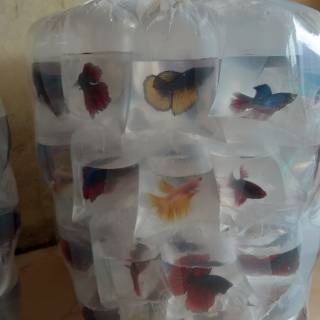 Ikan Cupang Paket Halfmoon Murah Ikan Hias Asli Parung Bgr Shopee Indonesia