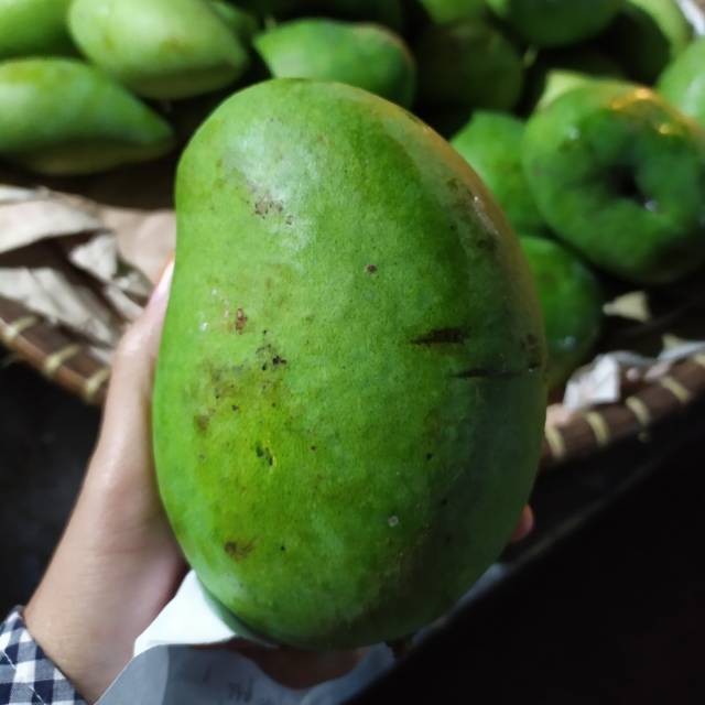 

Mangga muda