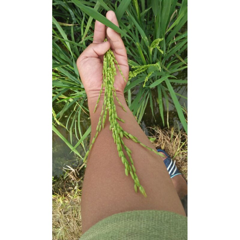 padi kualitas benih, if16