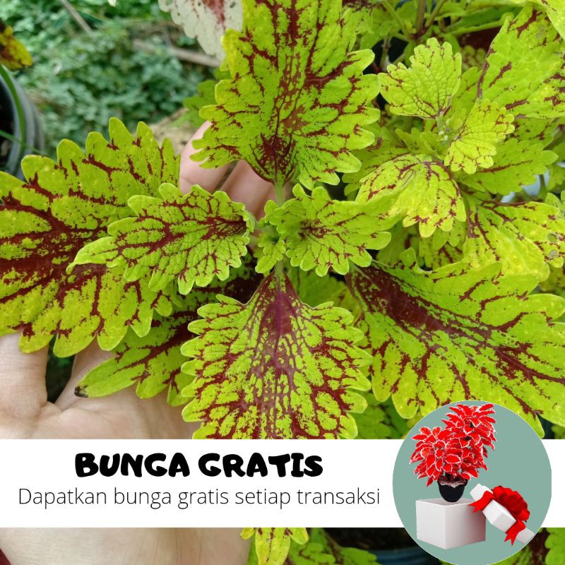 BUNGA MIANA / MIANA STEK / MIANA HIDUP / BUNGA HIDUP / MIANA MURAH / MIANA PREMIUM / BIBIT MIANA