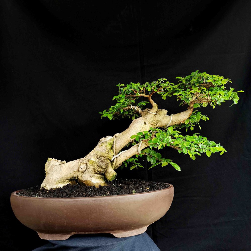 Gaya miring bonsai Gaya Bonsai