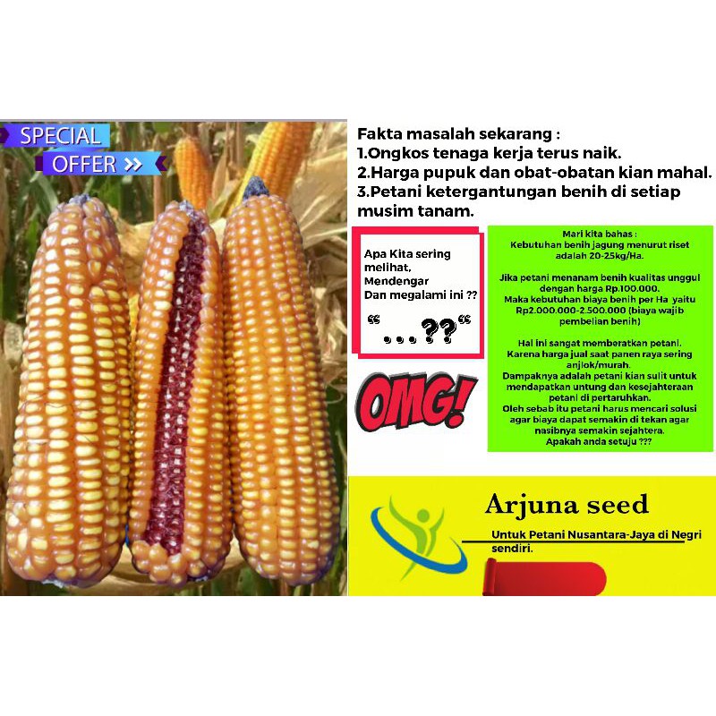 Benih Jagung Terbaik saat ini di indonesia-JAGUNG TONGKOL MERAH produksi "ARJUNA SEED"