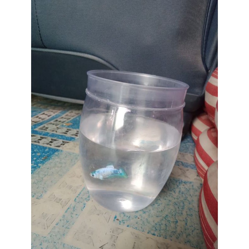 

Betina Blue Rim