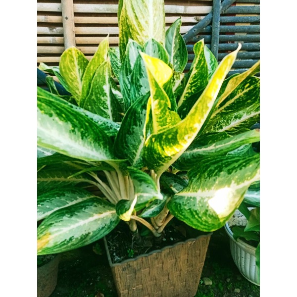 anglomena Sri rejeki bunga hidup