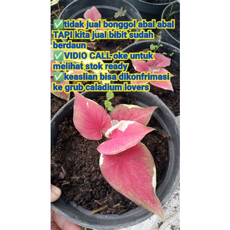 Caladium dwi warna anakan daun 2,,3,,4