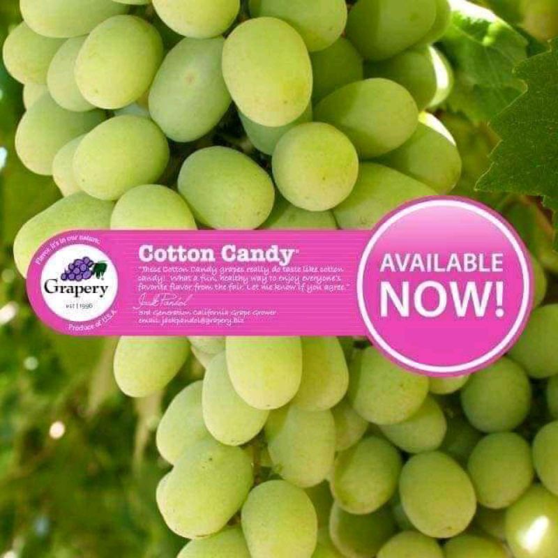 Tanaman anggur import cotton candy super