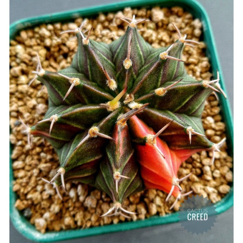 Kaktus cactus Gymnocalycium LB 2178 Gymno Lb hybrid var varigata