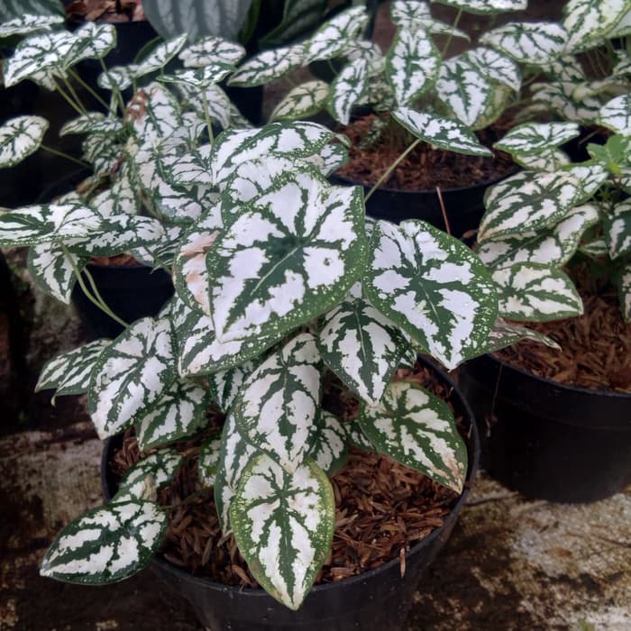 Caladium Humboldtii Shopee Indonesia