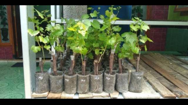 Bibit Anggur Import WINK Grafting original