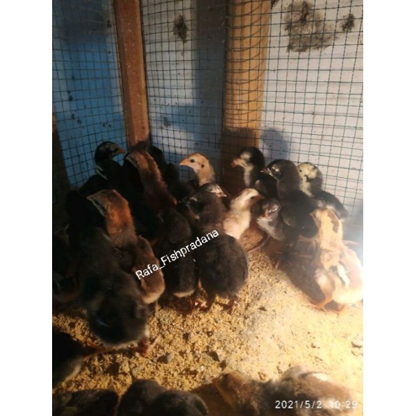 

DOC AYAM PAKOY USIA 1-2MNGGU