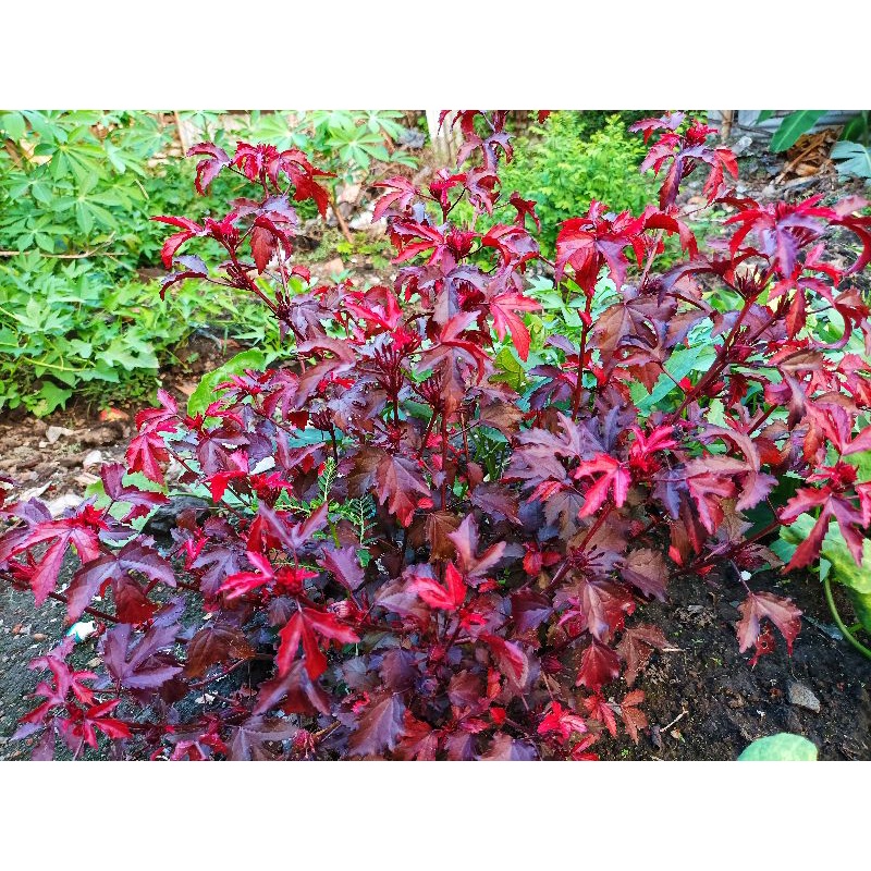 PROMO RED MAPLE (PANAMA RED)  (PAKET 5 POHON)