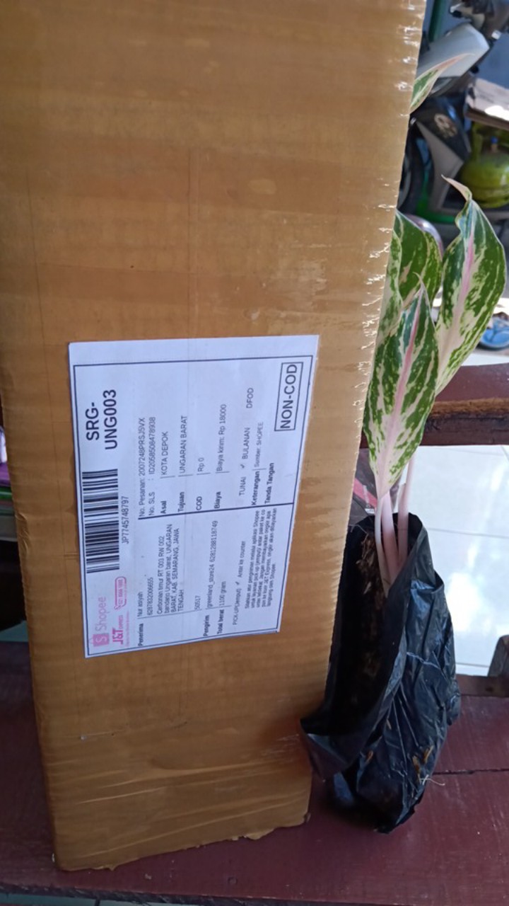 Aglaonema Butterfly - Bibit Aglaonema - Aglaonema - Aglonema Butterfly - Agonema - Bibit Aglonema