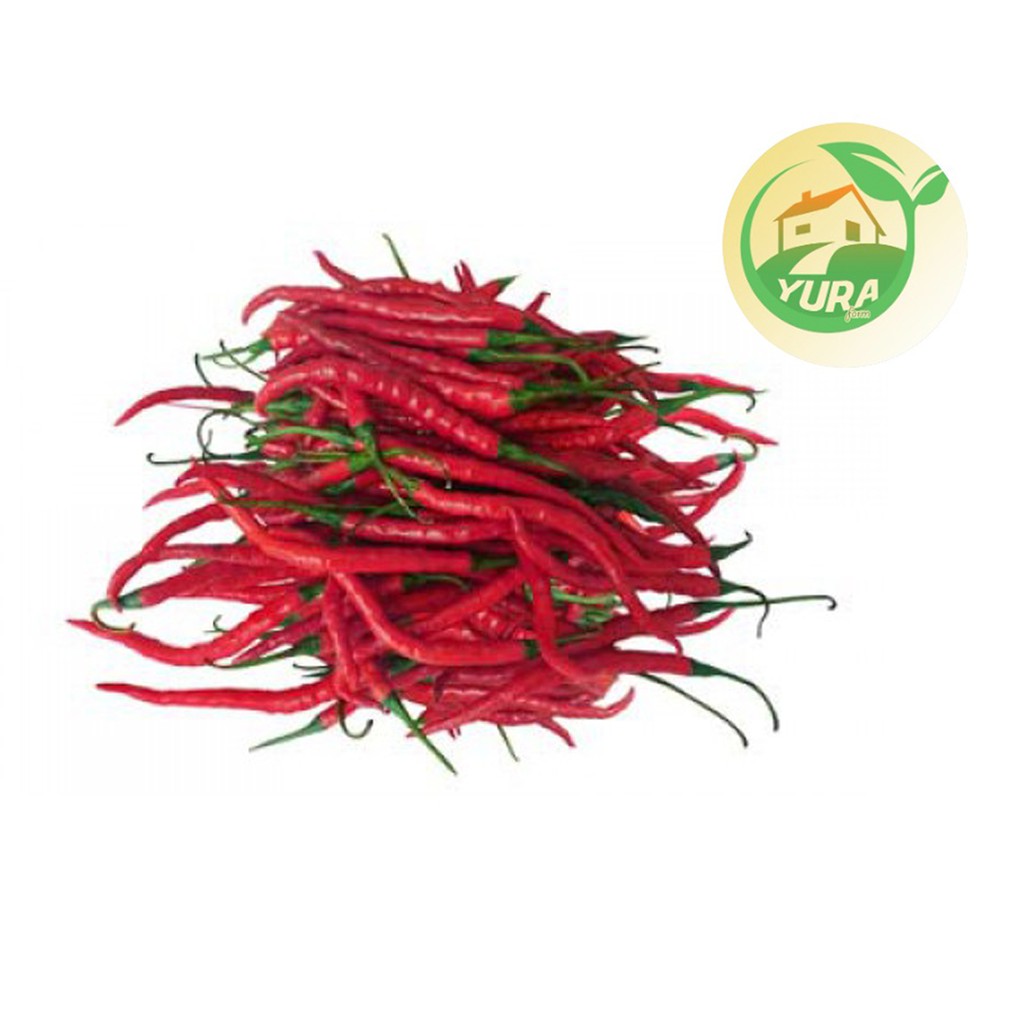 

CABAI MERAH KERITING Organik 100% Sayur Segar Organic