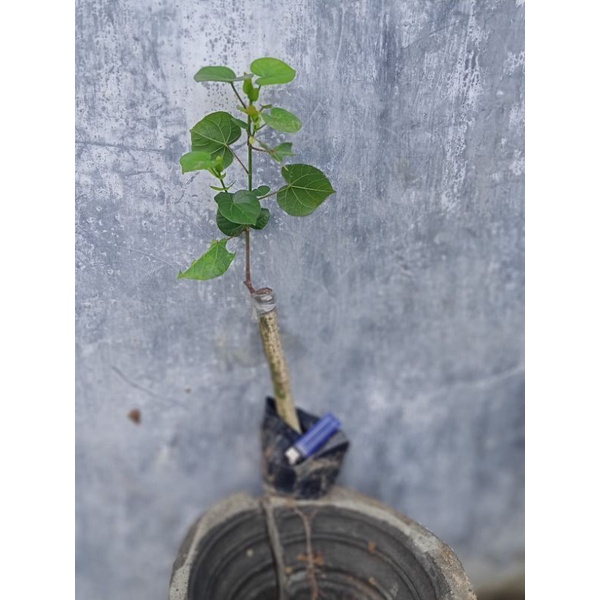 bahan bonsai waru vietnam