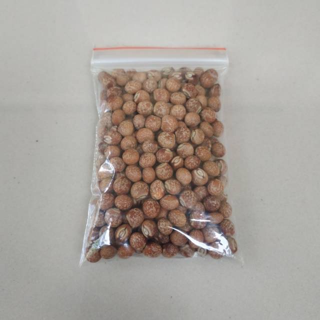 Biji benih gude kacang gude bibit