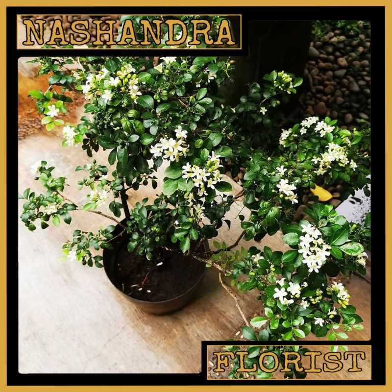 Tanaman Hias | Bibit Bonsai Bunga Kemuning