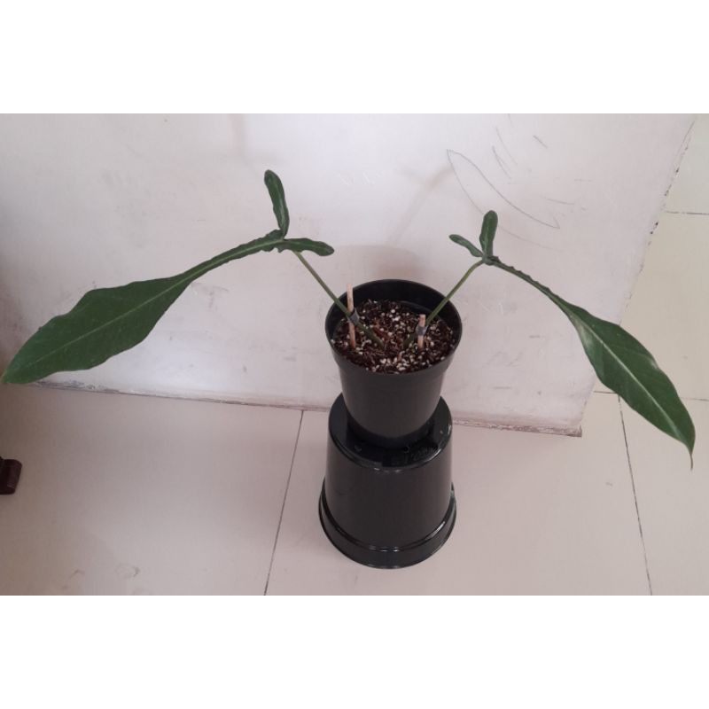philodendron joepii 2daun