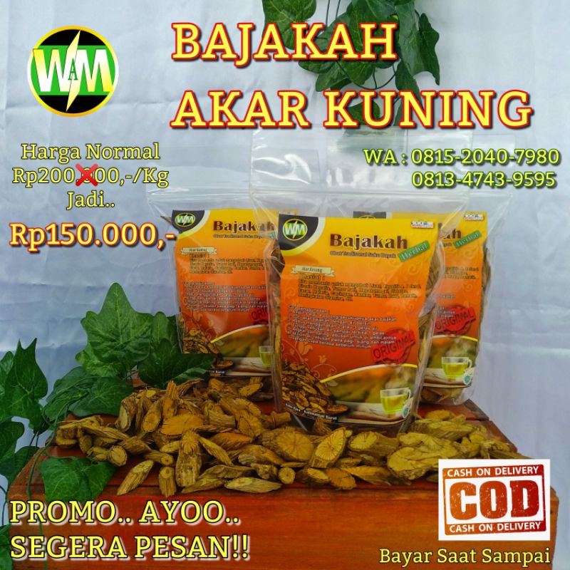 

PROMO BAJAKAH AKAR KUNING