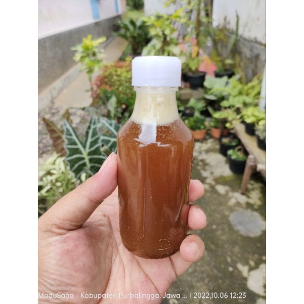 

Madu Alami Asli Hutan Murni 100% Tanpa Campuran