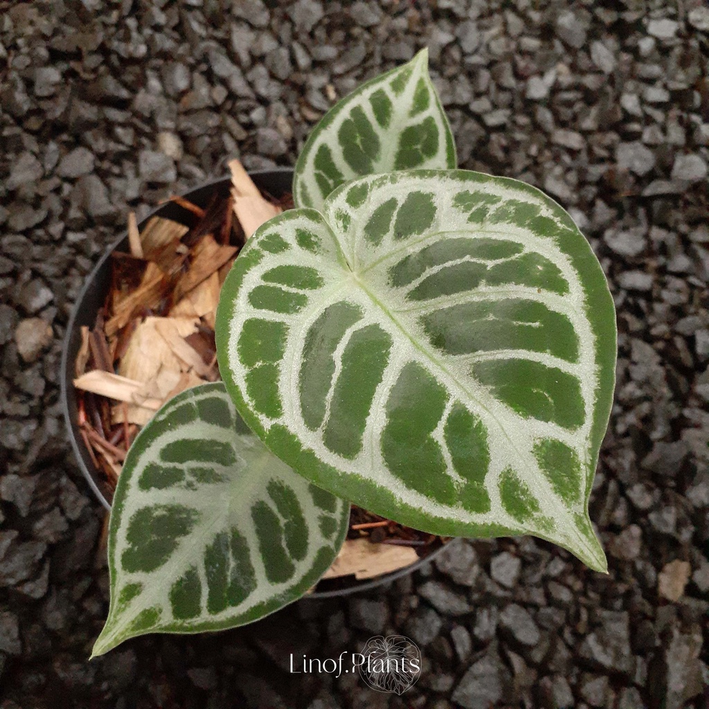 Tanaman Hias Anthurium Mangkok Silver not Dorayaki / Veitchii / Waroc / Forgetii