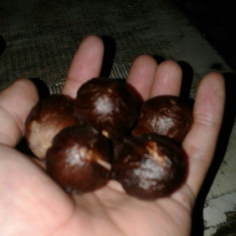 

Pala kering pala batok tanpa daging cangkang