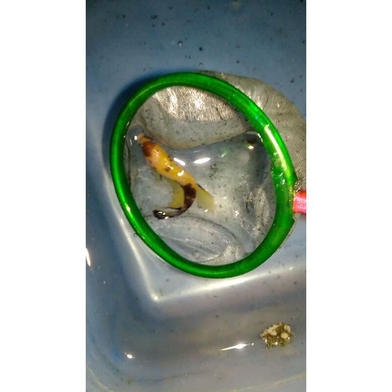 cupang yellow koi
