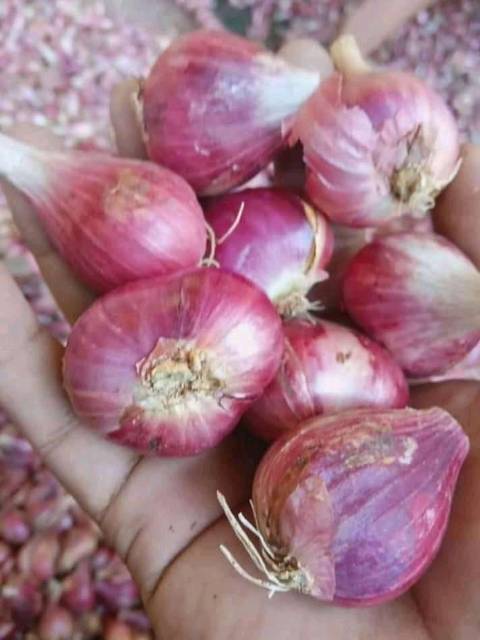 

Bawang merah super 1kg