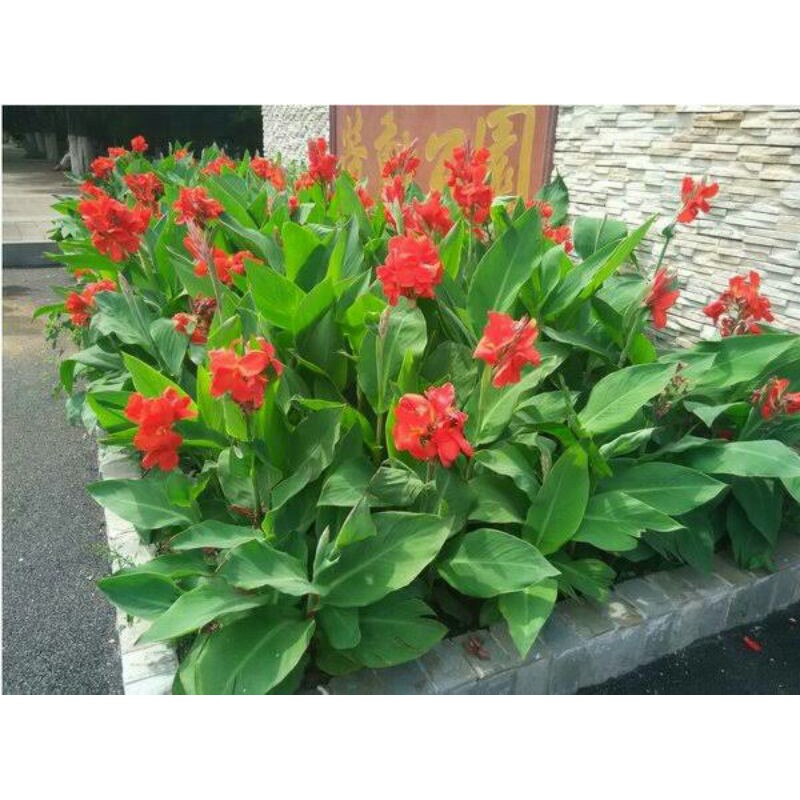 tanaman hias canna bunga merah / canna presiden