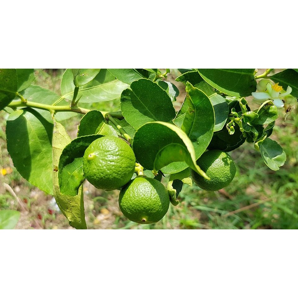 

Daun jeruk nipis segar 25g