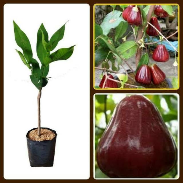 Bibit jambu air king rose