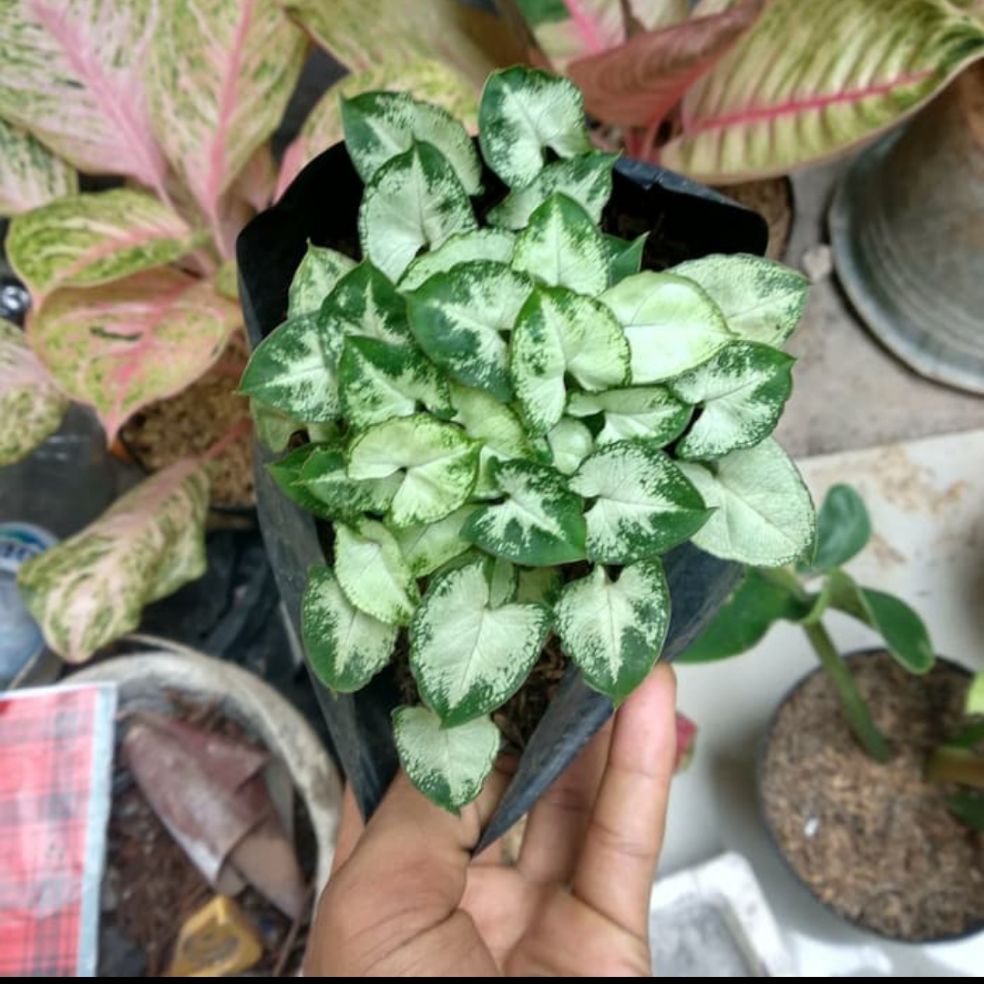 tanaman hias syngonium mini - pohon syngonium mini