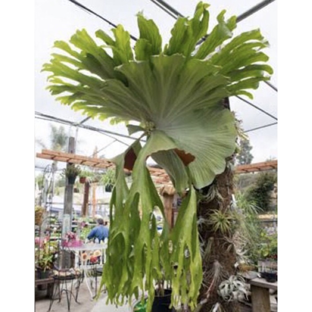 simbar platycerium papua wandae