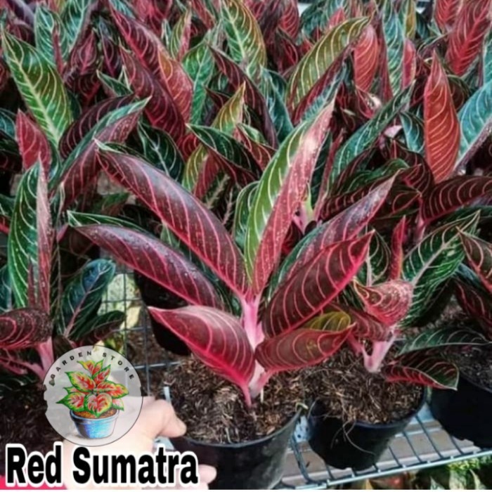 Tanaman Hias aglonema Red sumatra-Bonggol aglonema red sumatra