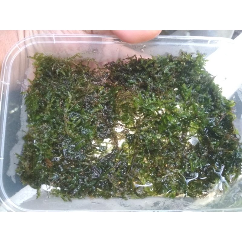 Moss Aquascape weping dan Java moss