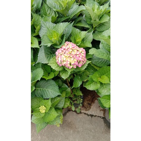bibit bunga hortensia Holland