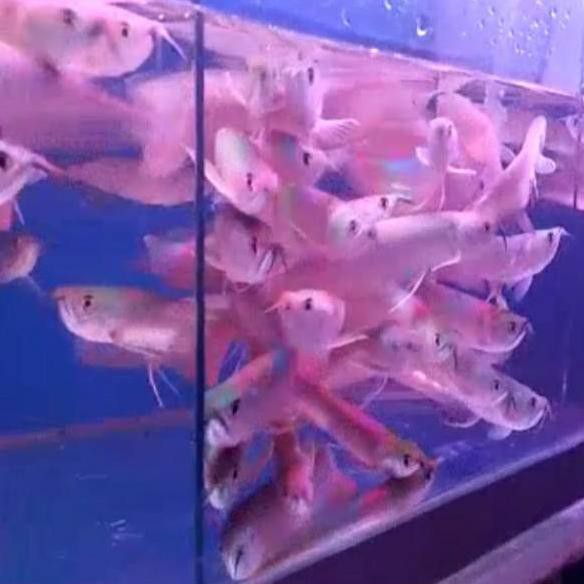 

Paling Diminati.. IKAN ARWANA SILVER RED 11,22CM 100% IKAN SEHAT